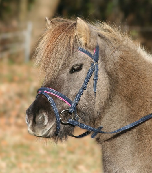 Waldhausen Trensenzaum Unicorn 2