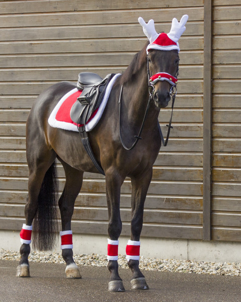QHP Weihnachts-Set für Pferde